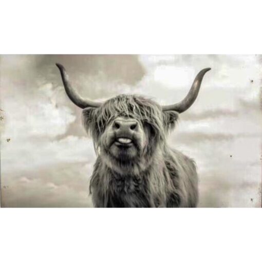 Highland Cow 2 Flat Tin Sign